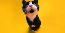 娱乐吃瓜君猫神,揭秘猫神背后的神秘故事