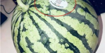 大理祥云网红吃瓜,揭秘大理美食新潮流